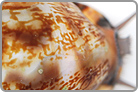 TOP 50 Cowrie Snail